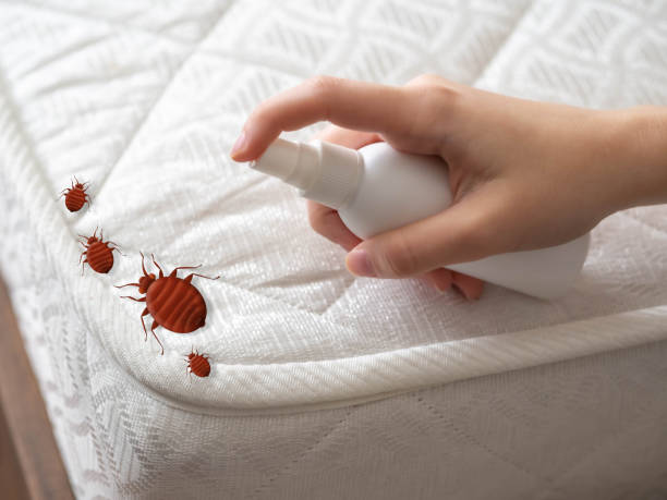 Best Bed Bug Extermination  in Rutledge, GA